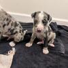 Dane Aussie puppies