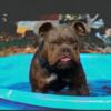 Olde English bulldogge female for trade