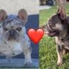 Frenchies  French Bulldog puppies  AKC