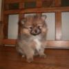 POMERANIAN PUPS males/females