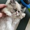 10 week old Male Himalayan Persian Kitten