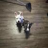 Husky frenchton mix puppies 1 all white boy left