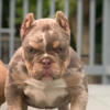 American Bully female