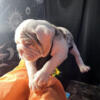 Beautiful Akc exotic English bulldogs for rehoming AKC