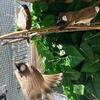 WHITE CHEEK BULBULS