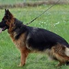 Imported Female German Shepherd