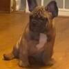 NEW PRICE  French Bulldog puppies,  READY TO GO