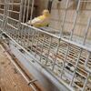 Russian canary female