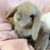 Holland lop bunnies 