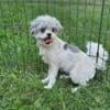 Shih tzu mix