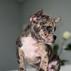 Exotic micro bully mixed with French bulldog contact 