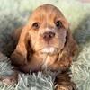 AKC Cocker Spaniel Puppy