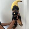 Purebred Rottweiler puppies 8 weeks old