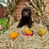 Newfypoo ( Newfoundland/poodle) puppies