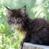 NewElite Maine coon kitten from Europe with excellent pedigree, male. EZ Toshka