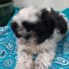 Shih Tzu male Black and white. SOLD