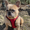 Frenchie Stud Looking For New Home