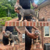 Pocket bully puppies - blue tris and blue/white ABKC registered