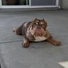 Exotic bully stud