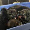 Full blood German Shepard puppies