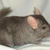 4 chinchillas looking for homes