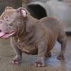 8 MONTH OLD NANO EXOTIC AMERICAN BULLY MALE