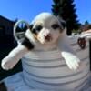 Australian Shepherd Puppies