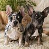 Two beautiful French Bulldog puppies available