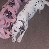 Dalmatian puppy