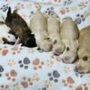 Shih Pooh Pups for Sale