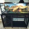 Bearded dragon (less than a year old) + tank + stand +accessories & more