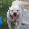 American Bully Puppies for sale