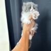 Persian Kittens For Sale