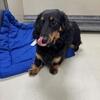 Black and Tan Doxie