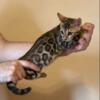 Bengal Kittens Available Now