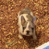 Make French bulldog big rope Merle fluffy carrier