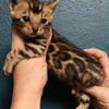 Bengal female European lines.