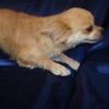 Adult Female Full AKC Chihuahua 