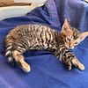 HALF PRICE Purebred Toyger kitten  (TICA Registered)