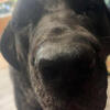 Female Brindle English Mastiff