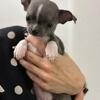 Three Small Chihuahua Puppies