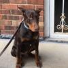 SOLD Doberman- male $1,000- reduced to $800- reduced to $700