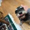 Looking to adopt mature female schnauzer