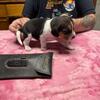 BB-7 female beagle 