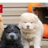 Looking for a Chow Chow puppy