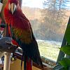 McCaw parrot female . For sale