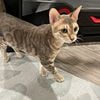 Tica Reg. Bengal For Sale