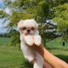 Shihpoo puppies for sale