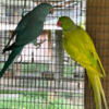 Indian ringneck pair