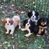 Adorable cavalier babies 